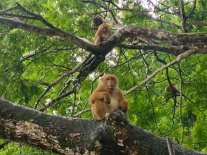 LINE_ALBUM_Chiang Rai Private Bespoke Sightseeing Tour_260121_15