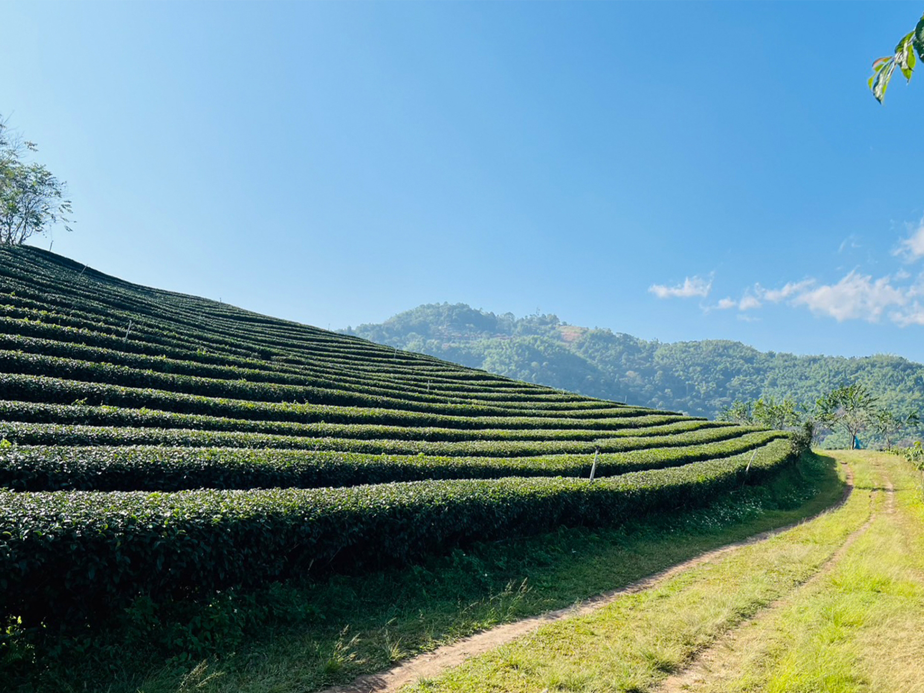 LINE_ALBUM_Chiang Rai Private Bespoke Sightseeing Tour_260121_22_2